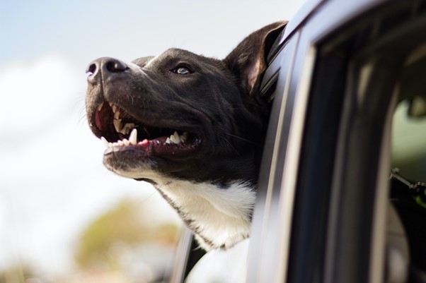 COMUNICAT DE PRESĂ: Ce nu trebuie să uiţi atunci când iei şi câinele cu tine în vacanţă – asigură toate nevoile patrupedului tău pentru drum