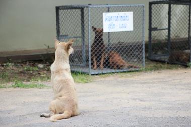 Bunăstarea animalelor: lucruri pe care le poţi face pentru a ajuta animalele