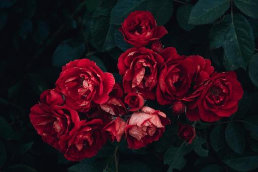 COMUNICAT DE PRESĂ: Alternative la florile de oferite de sărbători – cum puteţi surprinde persoanele dragi?