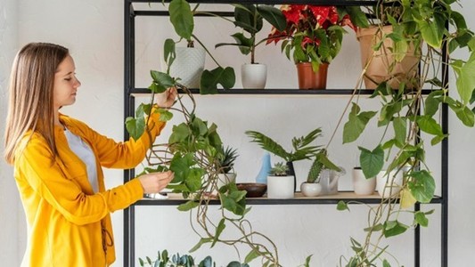 COMUNICAT DE PRESĂ: Descoperă 3 tipuri de plante căţărătoare care îţi vor transforma casa într-un paradis verde