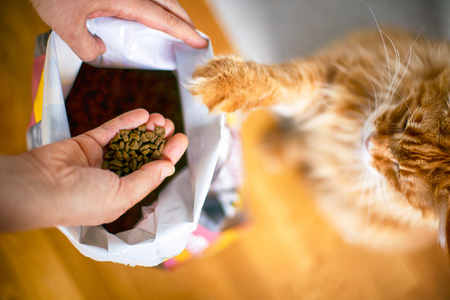 COMUNICAT DE PRESĂ: Alimentaţia pisicilor: Cum să alegi hrana potrivită pentru pisica ta