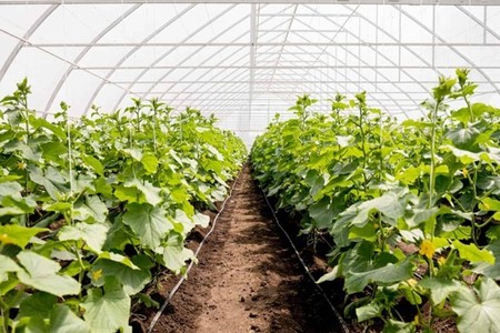 COMUNICAT DE PRESĂ: Principalele elemente de care ai nevoie pentru a-ţi construi propria seră în 2024 - de la ţevile pentru irigaţii, la fertilizant pentru sol