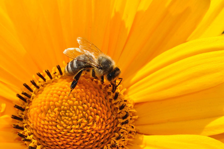 COMUNICAT DE PRESĂ: Beneficiile miraculoase ale consumului de polen crud pentru sănătate