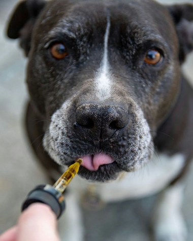 COMUNICAT DE PRESĂ: Proprietarii de câini caută în mod constant modalităţi de a-şi menţine animalele de companie sănătoase şi fericite
