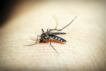 COMUNICAT DE PRESĂ: Cum te protejezi de ţânţari?