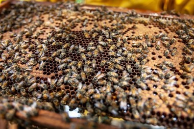 Propolis versus alte produse apicole: care este diferenţa şi ce ar trebui să alegi? 