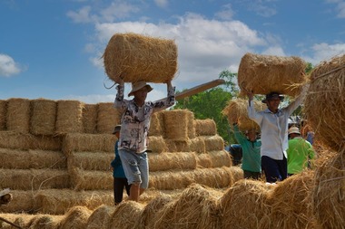 Muncitorii asiatici vin în sprijinul agriculturii româneşti în 2025