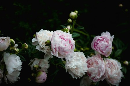 Eleganţa florilor Maison Dadoo – când un gest simplu devine o amintire de neuitat