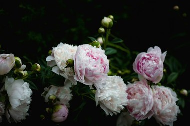 Eleganţa florilor Maison Dadoo – când un gest simplu devine o amintire de neuitat