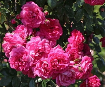 Cât de utilă este fertilizarea de toamnă pentru grădină?