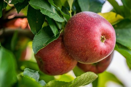 Rolul alimentaţiei sănătoase în lupta împotriva infecţiilor bacteriene