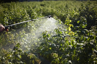 Fertilizarea foliară cu bor în livezi: cum influenţează înflorirea şi fructificarea