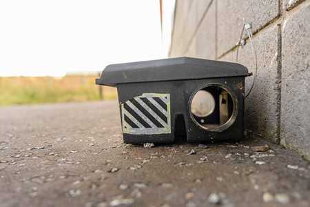 Raticide şobolani: Cum să îţi protejezi eficient locuinţa