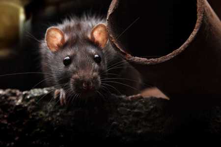 Cum să ţii şobolanii la distanţă şi când să apelezi la un specialist