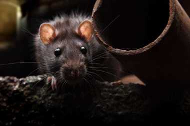 Cum să ţii şobolanii la distanţă şi când să apelezi la un specialist