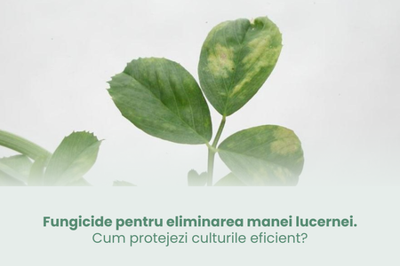 Fungicide pentru eliminarea manei lucernei - cum protejezi culturile eficient