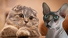 Olanda interzice reproducerea pisicilor British Shorthair şi Sphynx din 2026