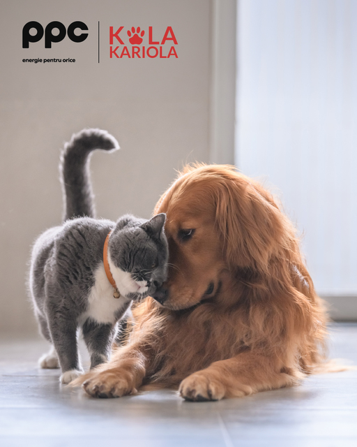 
PPC şi Asociaţia Kola Kariola organizează ateliere gratuite pentru persoanele cu animale de companie, în patru oraşe din ţară

