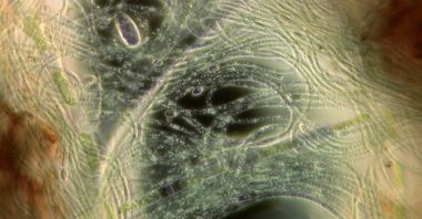 O bacterie ar putea fi cheia colonizării spaţiului de către oameni