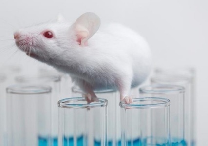 Cercetătorii au folosit celule stem şi modificarea genelor pentru a crea şoareci din două mame