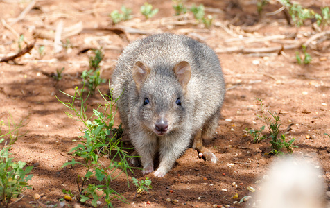 Australia lansează cel mai amplu proiect de repopulare cu animale sălbatice