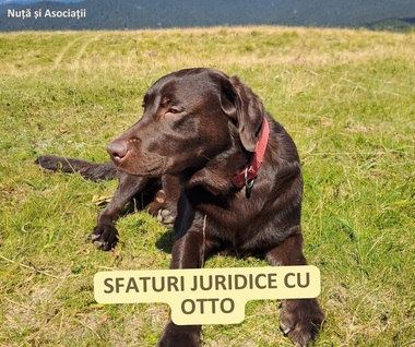 Sfaturi juridice de la Otto – un proiect de educaţie juridică iniţiat de Cabinet de Avocat Nuţă Alexandru