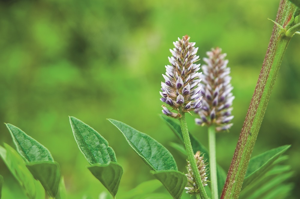 Lemnul-dulce, leac neştiut în hepatite şi ulcer