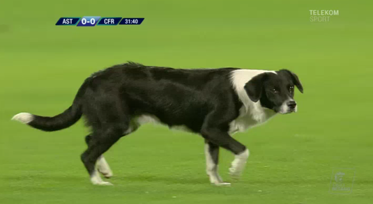 VIDEO | Moment amuzant la Astra - CFR. Un câine a intrat pe teren şi i-a atras atenţia lui Ţucudean. Ce a făcut fostul dinamovist