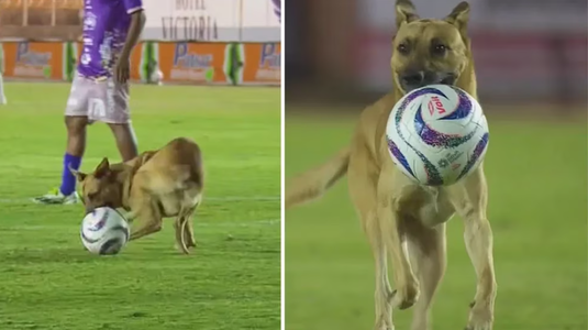 VIDEO | Un meci din Mexic a fost întrerupt de un câine care a luat mingea în gură şi nu a mai vrut să îi dea drumul 