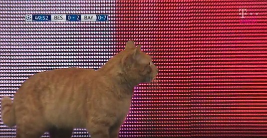VIDEO AMUZANT | O pisică a intrat pe teren la Bayern - Beşiktaş. Ce s-a întâmplat mai departe. Publicul a aplaudat-o