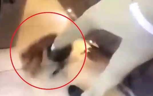 VIDEO | Kurt Zouma, filmat în timp ce îşi loveşte pisica. Fundaşul lui West Ham ar putea avea mari probleme cu legea