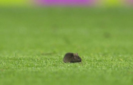 VIDEO | Probleme pe Etihad! Un şoarece s-a strecurat pe stadionul celor de la Manchester City