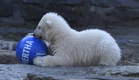 FOTO | Cel mai simpatic fan din lume! Un pui de urs polar a fost botezat după numele unui club din Bundesliga