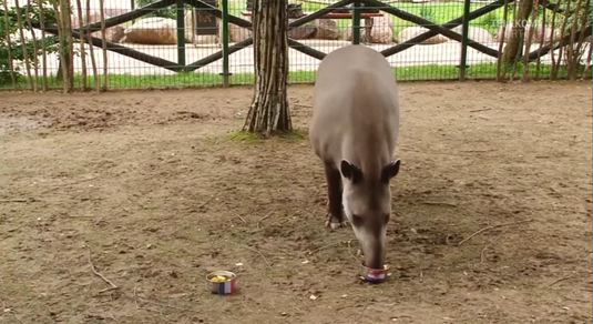 VIDEO | Veşti bune pentru Croaţia vin şi de la tapirul Cleopatra, unul din cele 11 animale desemnate să fie oracole ale Cupei Mondiale din Rusia