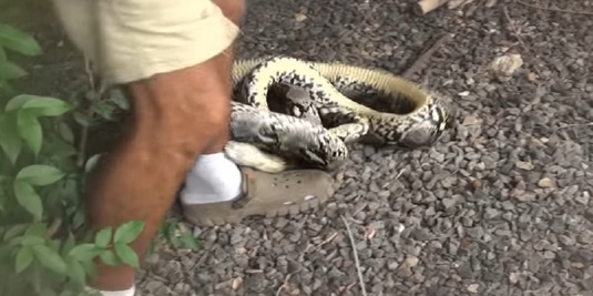 VIDEO | Momentul în care un cunoscut realizator de emisiuni este muşcat de un şarpe, în timp ce se afla în direct