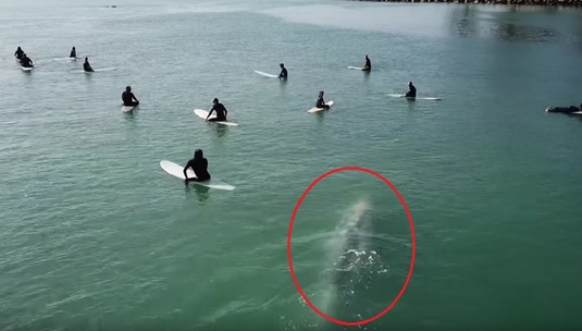 VIRALUL ZILEI | Momentul în care o balenă uriaşă se apropie de un grup de surferi. Cum s-a terminat scena