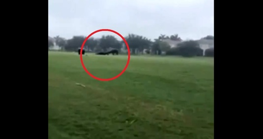 VIDEO | Un aligator de dimensiuni incredibile a fost filmat pe un teren de golf din Florida