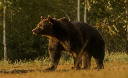 O nouă reacţie din partea prinţului Emanuel de Liechtenstein despre împuşcarea ursului Arthur: ”Este o problemă personală şi privată”