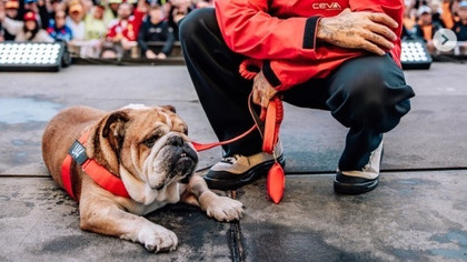 A murit Roscoe, câinele lui Lewis Hamilton şi mascota paddock-ului Formulei 1