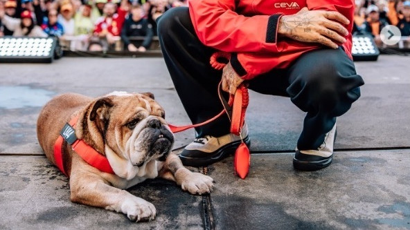 A murit Roscoe, câinele lui Lewis Hamilton şi mascota paddock-ului Formulei 1