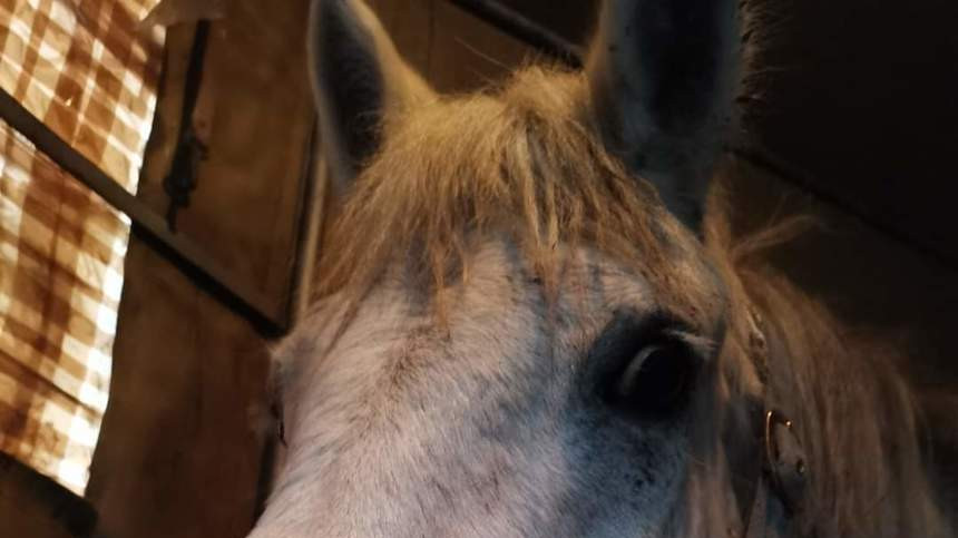 Jocheu japonez mort după o căzătură la o cursă din Noua Zeelandă