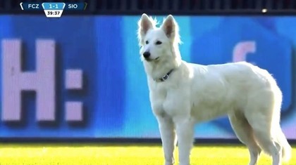 VIDEO | Moment amuzant în FC Zurich - Sion. Câinele preşedintelui gazdelor a intrat pe teren