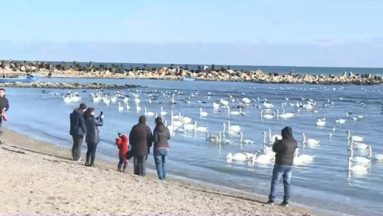 Spectacol cu lebede la malul mării