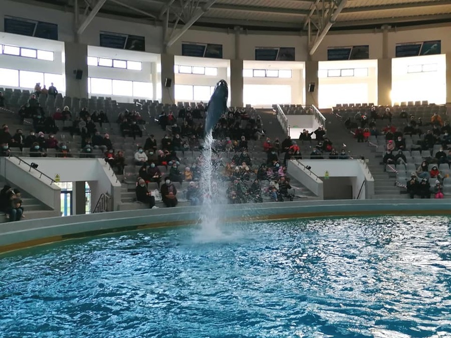 În curând, mai multe vedete la Delfinariu