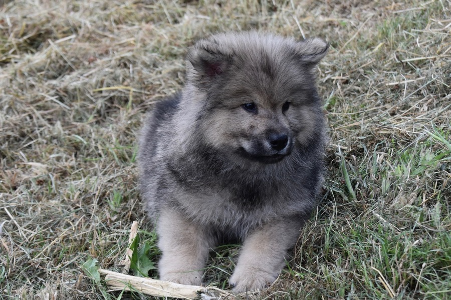 Închisoare pentru cei ce abandonează animale, în Spania