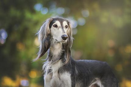 Aproape trei mii de câini s-au întrecut la un concurs de frumuseţe canină din România