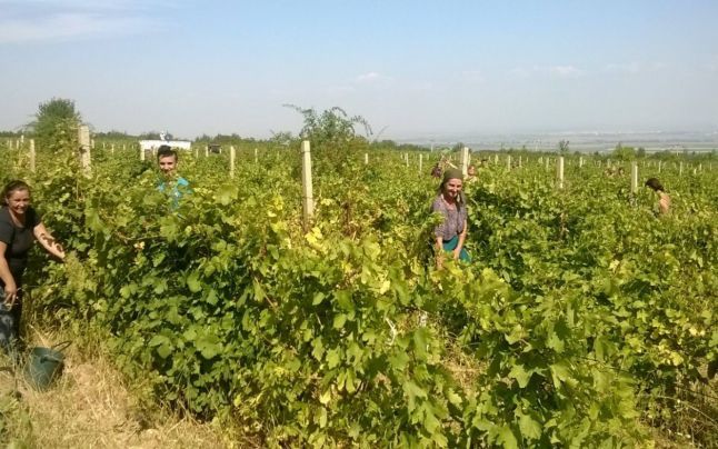 A început culesul strugurilor. Recoltă bună pentru viticultori