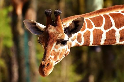 Locatari noi la Grădina Zoologică din Târgu Mureş