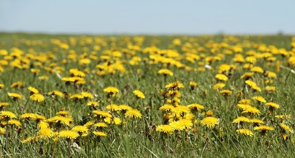 VIDEO Sănătate cu stil: Savoarea florilor comestibile