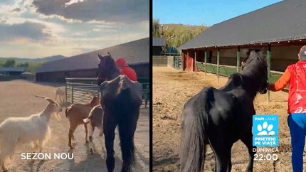 Papi Land - prieteni pe viaţă, reality show dedicat iubitorilor de animale, duminică, la Prima TV